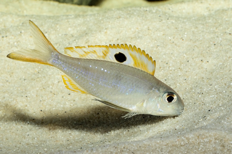 Ectodus descampsii 'Mvuna Island'
